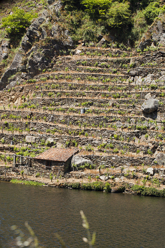 Ribeira sacra的葡萄园